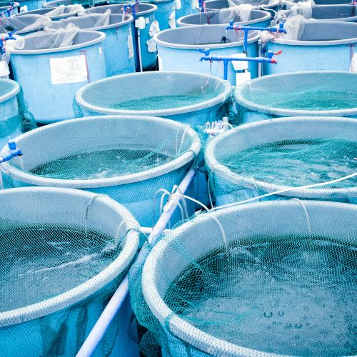 Tratamiento ambiental y alimentación